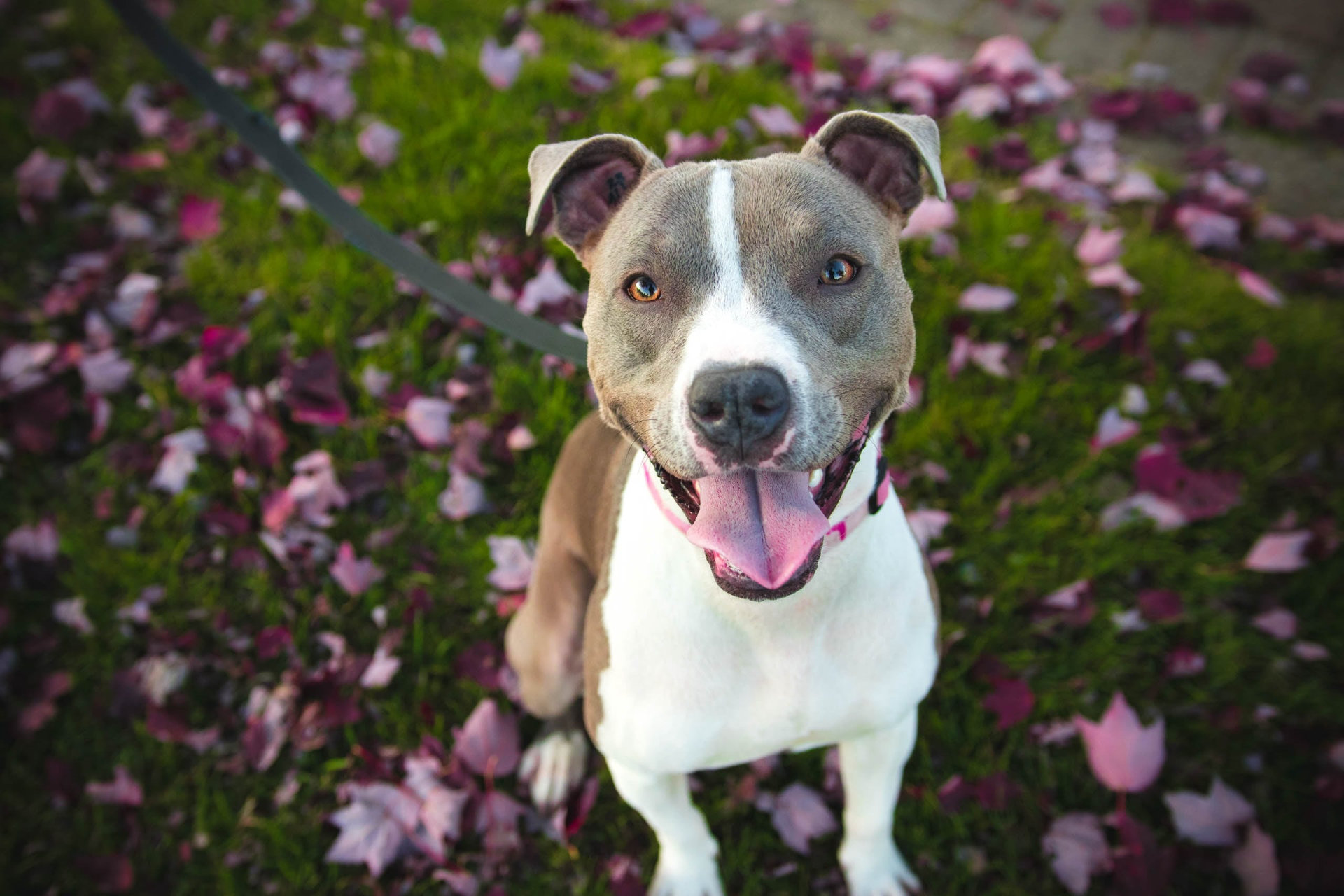 Dog Grooming Services Flower